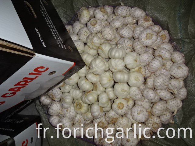 New Crop 2019 Fresh Pure Garlic